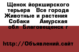 Щенок йоркширского терьера - Все города Животные и растения » Собаки   . Амурская обл.,Благовещенск г.